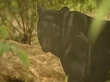 Ridiculous News Report On A Bear
