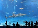 Kuroshio Sea Aquarium