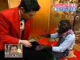Doing Magic On A Monkey