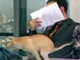 Dog Poops On Live TV