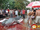Monster Catfish 