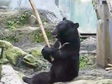 Japanese Kung Fu Bear