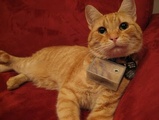Life Seen From A Cat's Point Of View