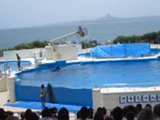 Dolphin Escapes Enclosure