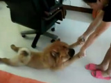 Dog Plays Dead Because It's Bath Time