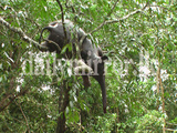 Have You Ever Seen An Elephant On A Tree?