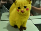 Poke - M - My God What Is That?