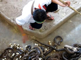Just Cleaning The Cobra Pit