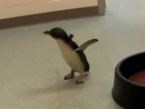 Ever Wonder What A Pengiun Sounds Like When It Gets Tickled?