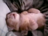 Cat Hugs Kitten Having Nightmare