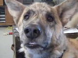 How To Troll Your Dog