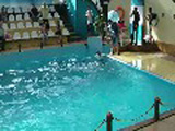 Hilarious Brawl In The Oceanarium In Russia