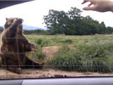 Funny Waving Bear