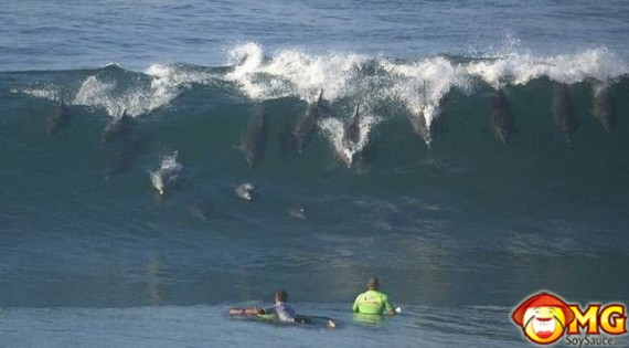 dolphins-surfers-cool-picture