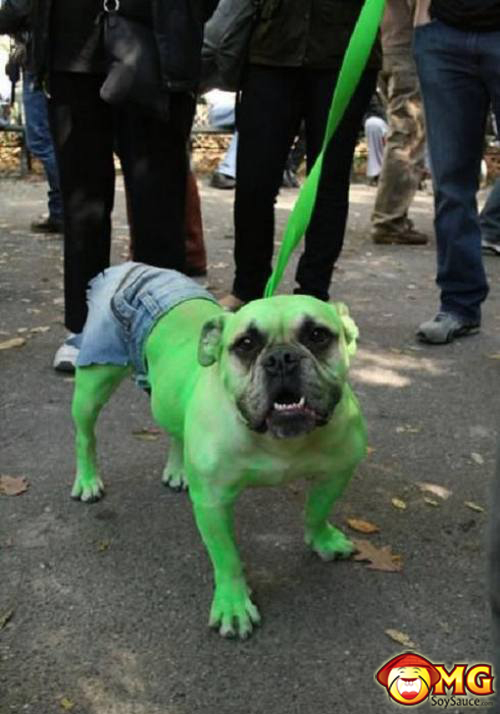 incredible-hulk-dog-costume