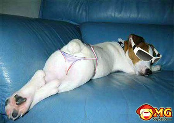 funny-dog-bikini